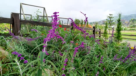 Wunderschöne,-Hochwertige-Lavendelblüten-Mit-Violetter-Farbe-Und-Einem-Tropischen-Garten-Im-Hintergrund-Einer-Bergfarm-Machen-Sie-Tagsüber-Ruhig-Und-Glücklich