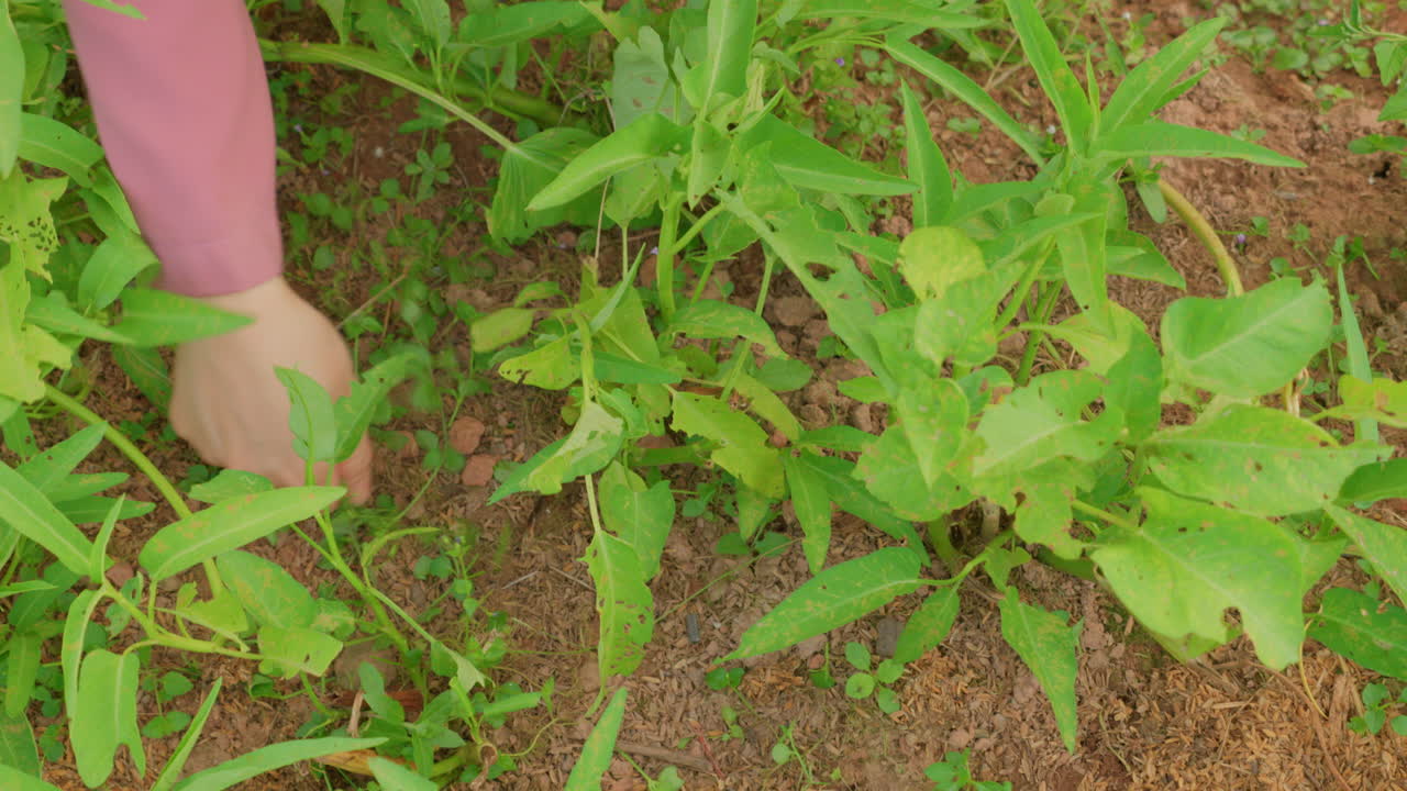 Woman Harvesting Water Spinach in a Field