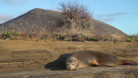 Un-León-Marino-Duerme-Frente-A-Un-Volcán-En-Las-Islas-Galápagos.