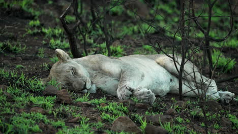 female lion, lioness laying in the new bright green grass sprouts from spring in africa, wide shot from a safari vehicle