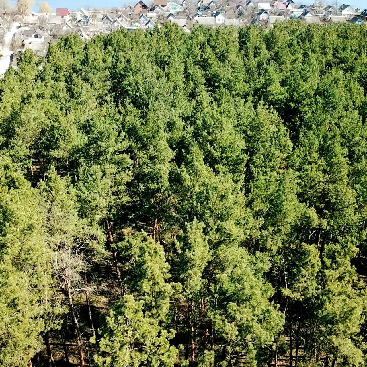 Beautiful view of green forest with pine trees near the rural place with a lot of small houses. Flying over the pine forest in a sunny day. Aerial view