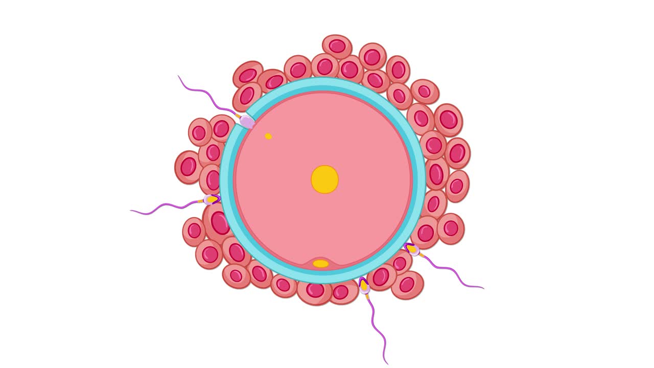 Animated sperm cells swim toward a human egg cell, illustrating early fertilization process in detail