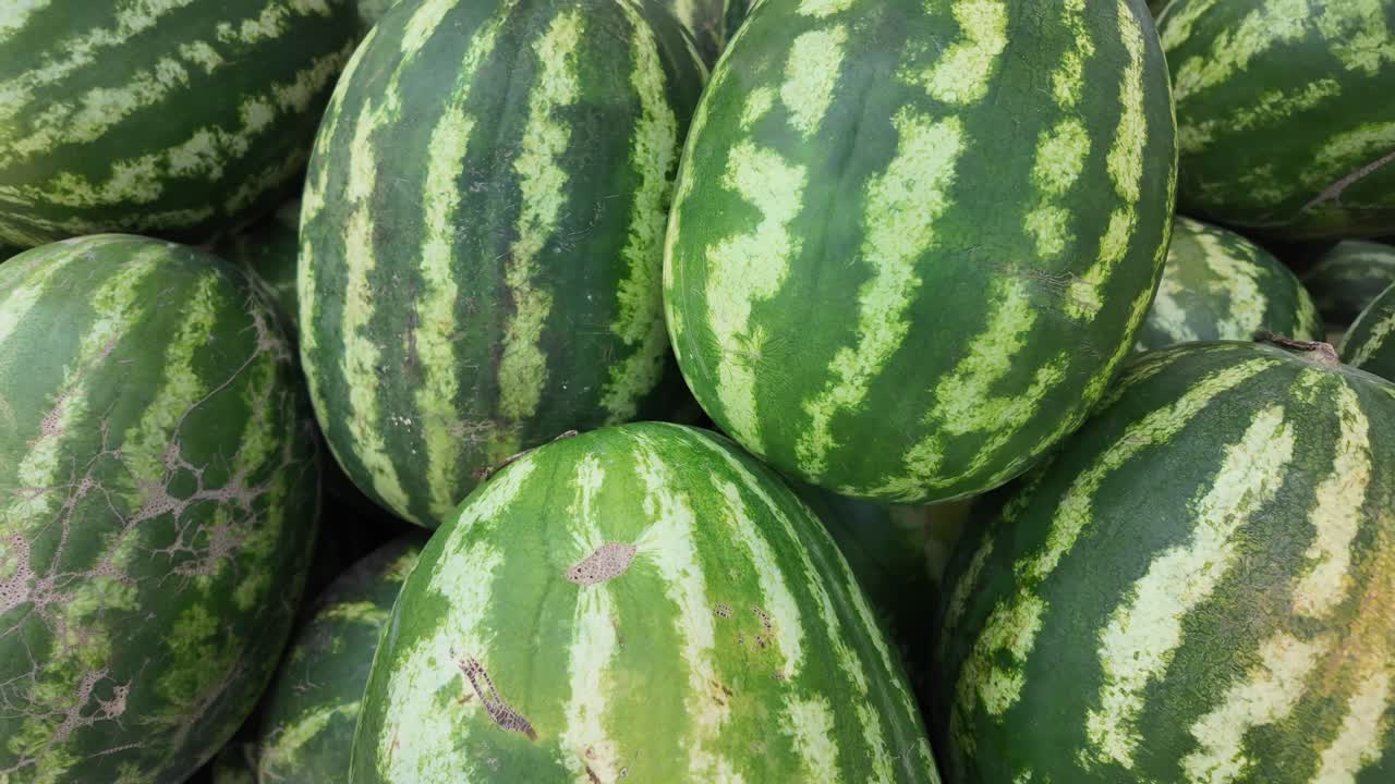 A pile of fresh watermelons
