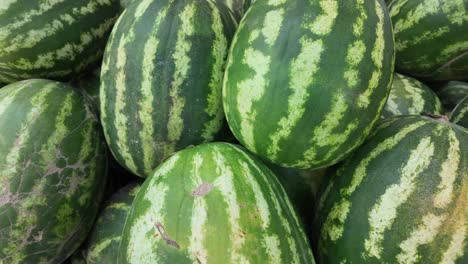 a pile of fresh watermelons