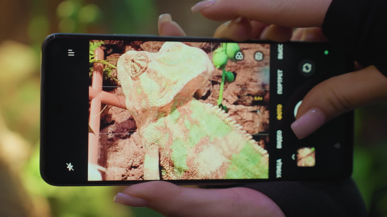 Close up of woman's hand holding smartphone to capture detailed image of colorful chameleon resting near tree trunk, with zoomed camera view visible on screen and soft focus in background greenery