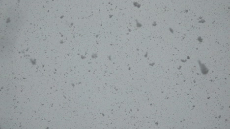 large fluffy snowflakes fall from the sky in slow motion