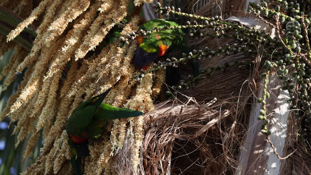 종려나무 꽃 사이에서 다채로운 무새가 먹이를 먹고 있습니다.