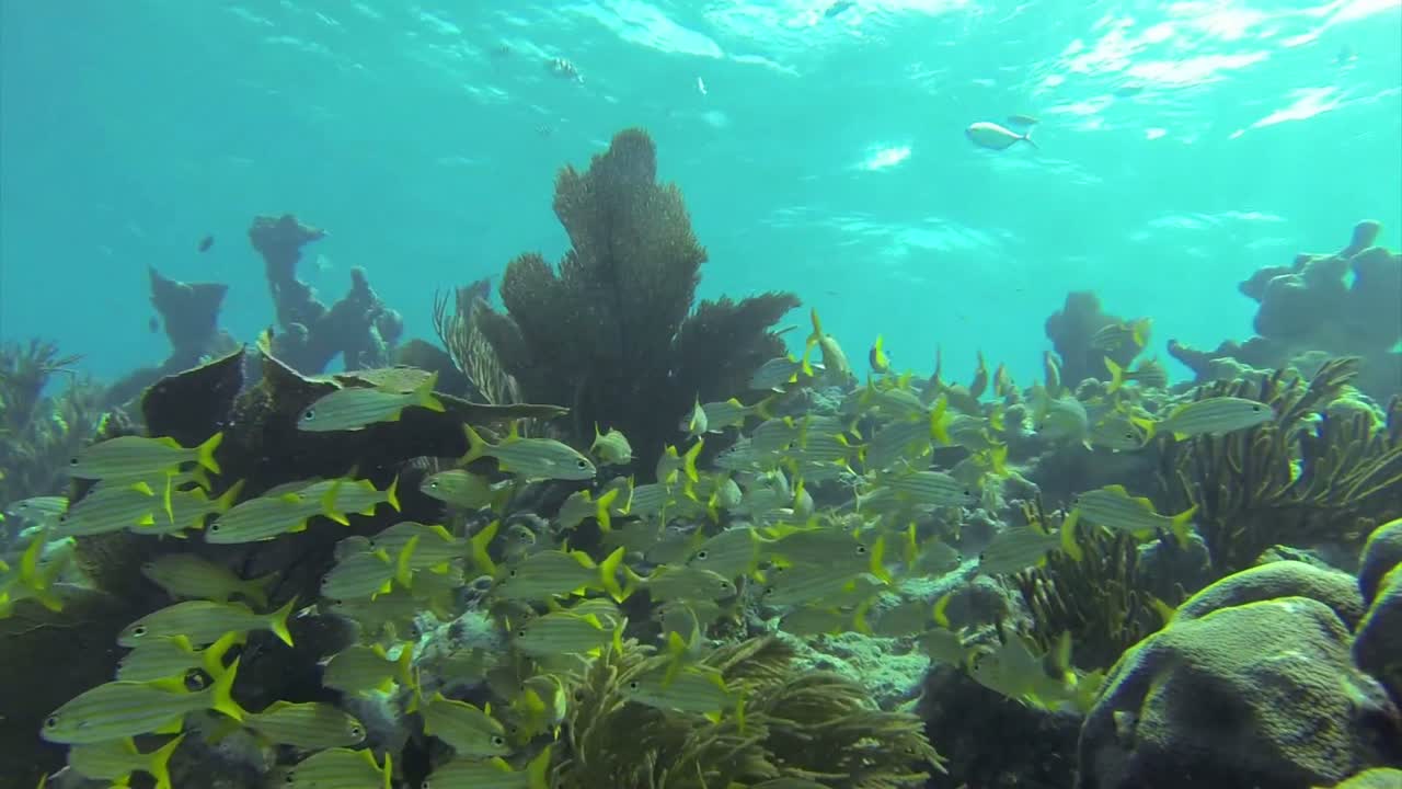 hermosos peces tropicales nadan alrededor de un arrecife bajo el agua 3
