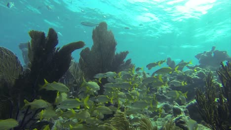 Hermosos-Peces-Tropicales-Nadan-Alrededor-De-Un-Arrecife-Bajo-El-Agua-3