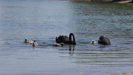 Schwarzer-Schwan-Mit-Küken-Schwimmt-Auf-Dem-Wasser,-Al-qudra-see-In-Dubai,-Vereinigte-Arabische-Emirate