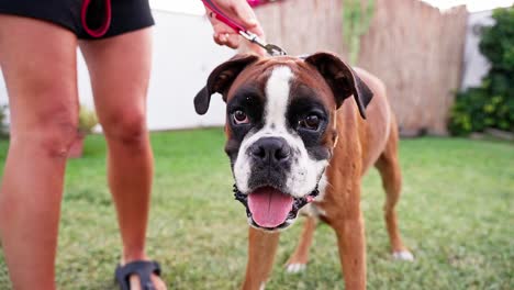 close up of boxer dog on a leash with owner ready for outdoor walk