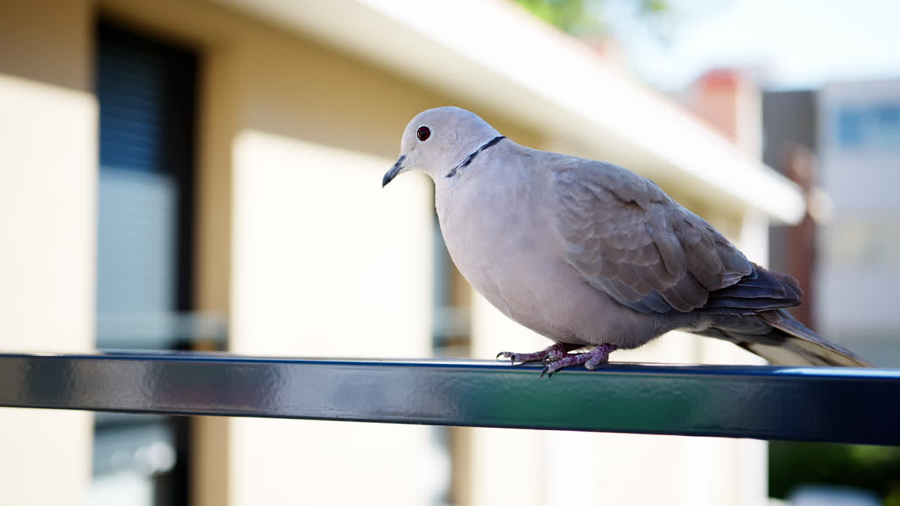 Close up of a dove walking on a railing