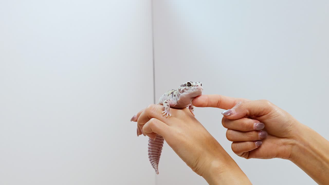 A leopard gecko interacts with a hand in a bright, minimalist environment. The focus is on gentle movement and connection