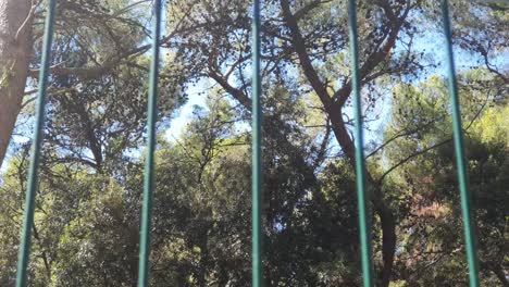 Green fence in front of the forest
