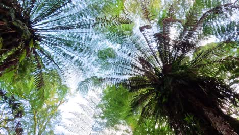 view of lush fern trees from below