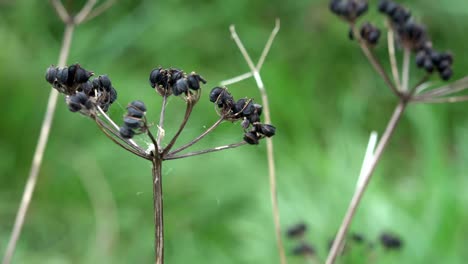 blackberrys blowing in the wind nature creepy cut away