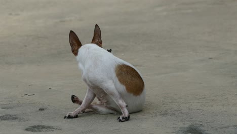 chihuahua dog sunbathing