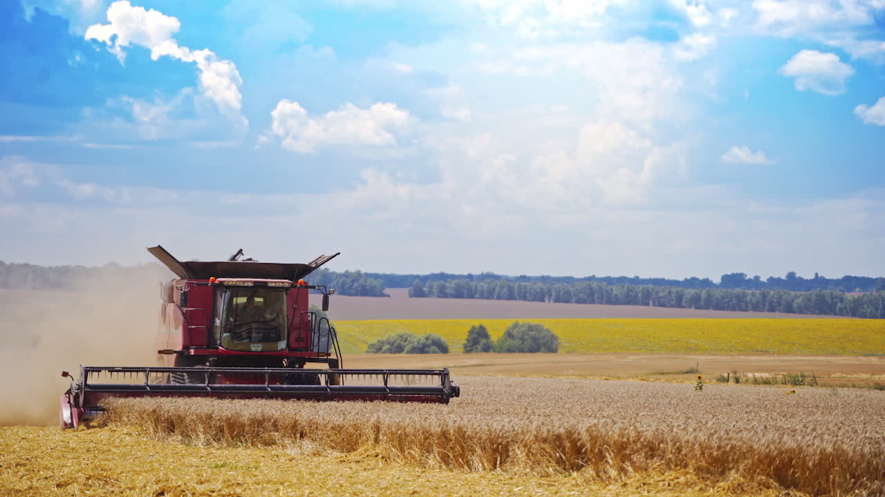 Front view of combine harvesting wheat. Modern agricultural machine working on the golden field on beautiful nature background.