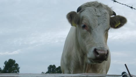 a cow looking into the camera