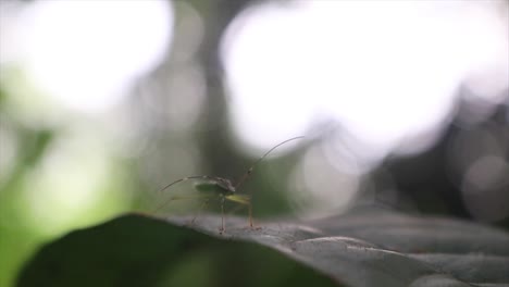 An-insect-sitting-on-a-leaf,-green-forest