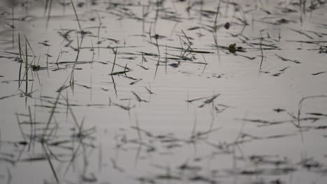 caiman barely visible through murky water, obscured by reflections and debris, head dissapears as bubbles surface