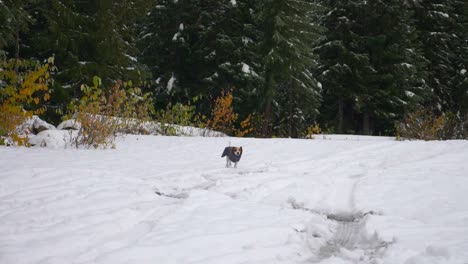 beagle dog running on snow in winter