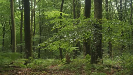 Luz-Suave-En-Medio-De-Un-Hermoso-Bosque,-Troncos-De-árboles-Rodeados-De-Vegetación