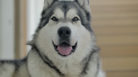 Slow-motion-close-up-of-an-alaskan-malamute-yawning