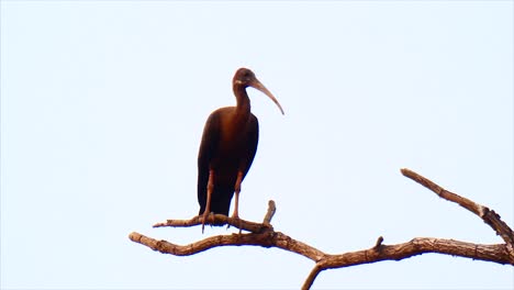 white-shouldered ibis ...