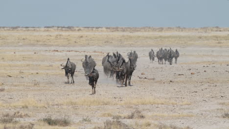 herde von schwarzen gnu-antilopen, die in den staubigen ebenen afrikas laufen