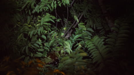 kinkajou explorando el dosel de costa rica de noche