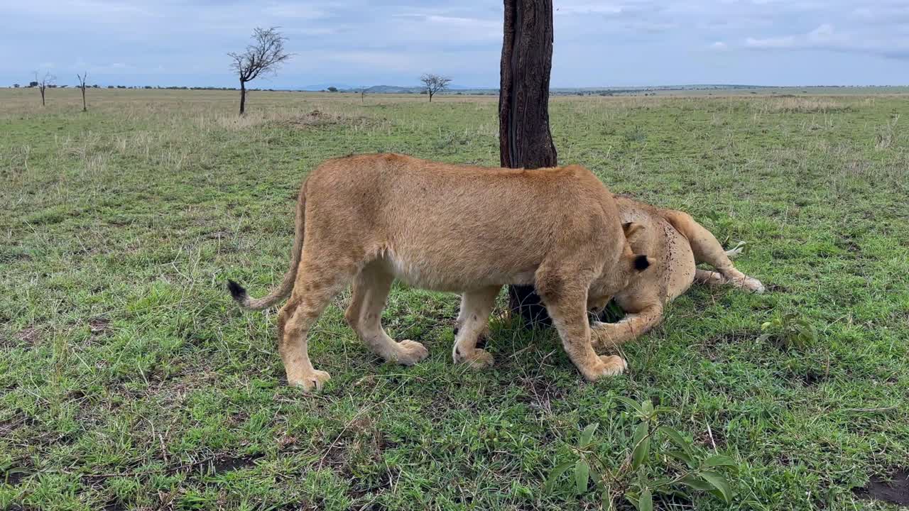 maasai leeuwen (panthera leo massaicus) begroeten elkaar in het serengeti national park. tanzania.