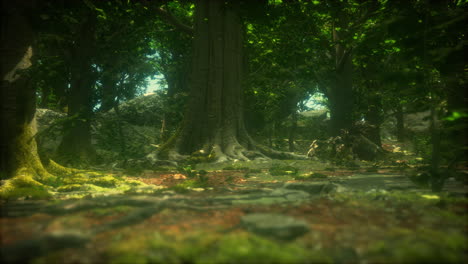 raíces de árboles y sol en un bosque verde