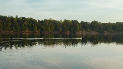 two swans swimming on a calm lake