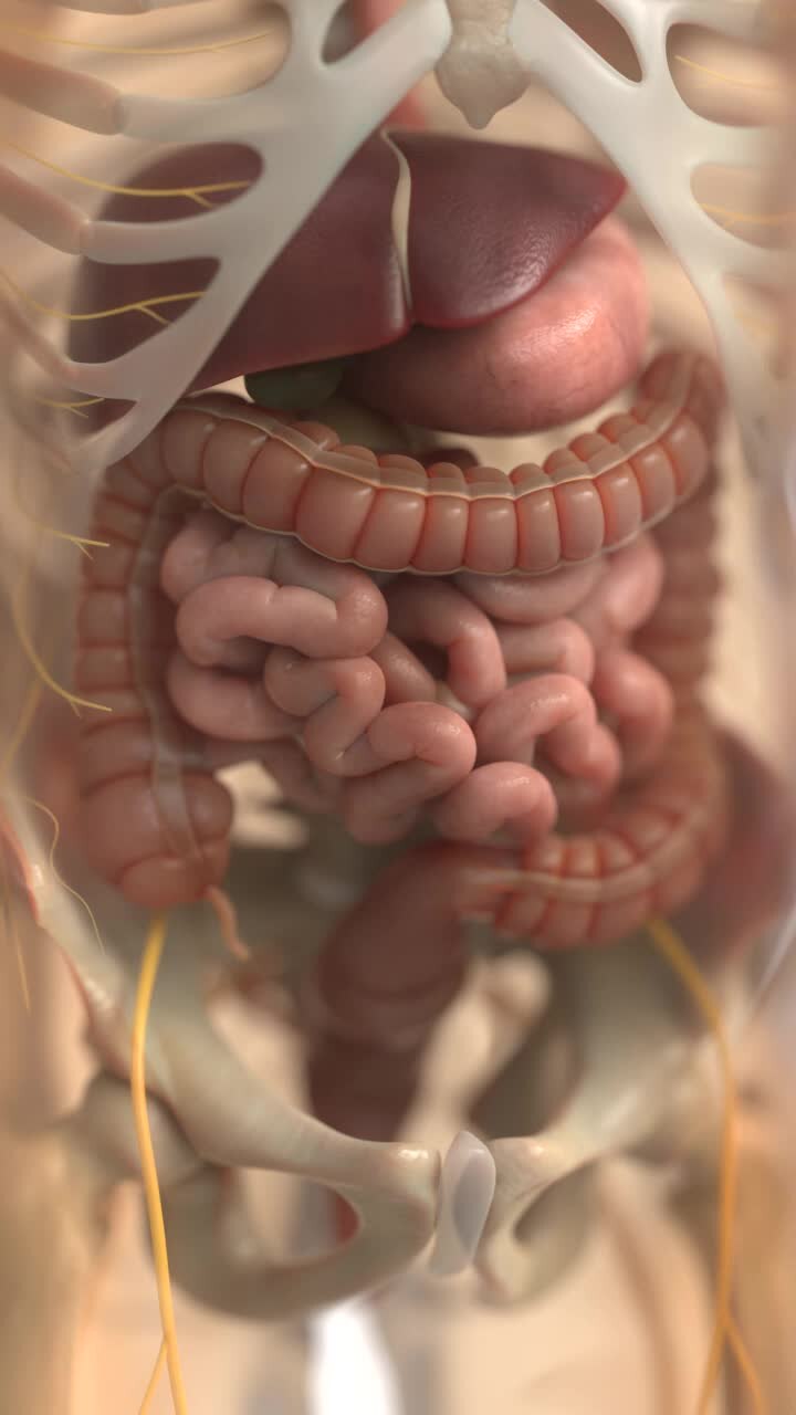 Vertical video of Human digestive system animations | Animated Large intestine in Vertical | irritable bowel syndrome in Vertical format