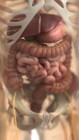 vídeo vertical de animaciones del sistema digestivo humano | intestino grueso animado en vertical | síndrome del intestino irritable en formato vertical
