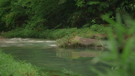 serene water flowing in tropical river of rio celeste in costa rica