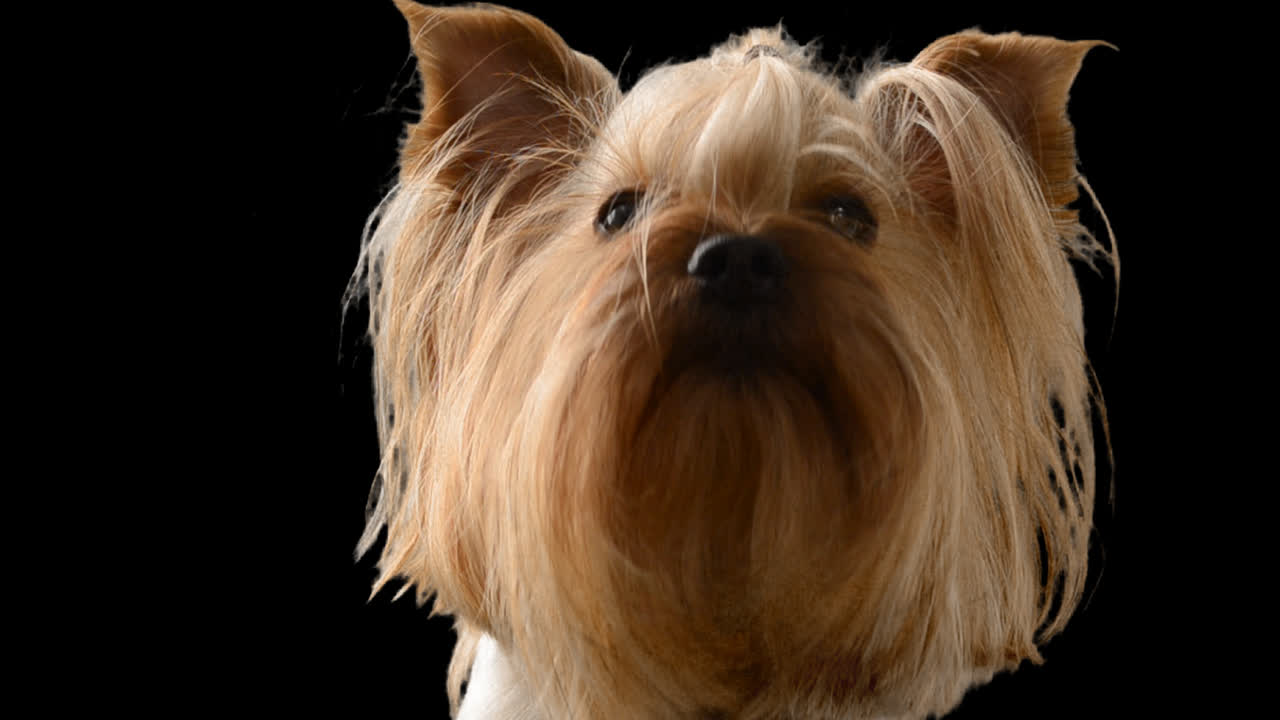 Yorkshire terrier. Canale alfa incluso.