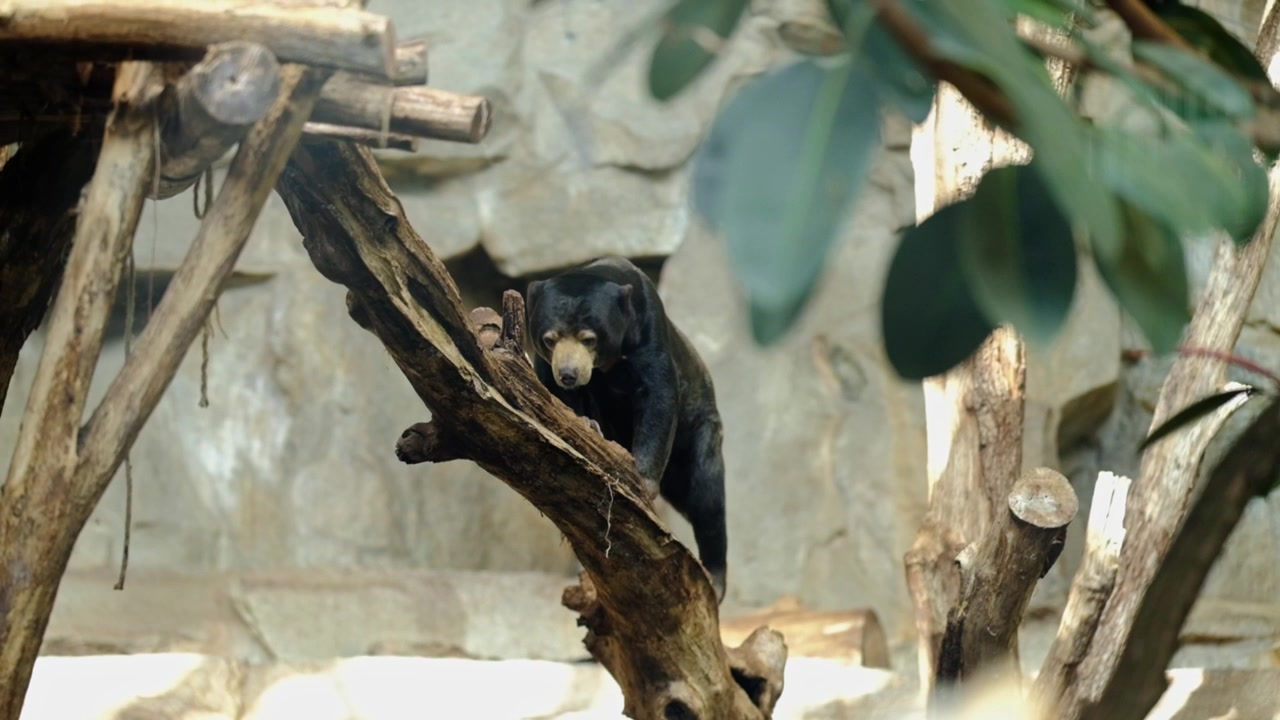 Orso nero asiatico che si arrampica su una struttura arborea artificiale nello zoo di Berlino.