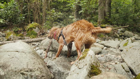 Golden-Retriever-Puppy-shaking-on-rocks-by-a-river