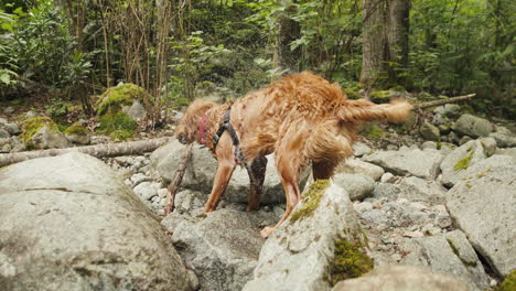 cachorro golden retriever temblando en las rocas junto a un río