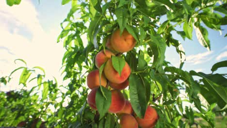 big juicy peaches on the tree. agriculture.  fabulous orchard. magical sunlight. fruits ripen in the sun.