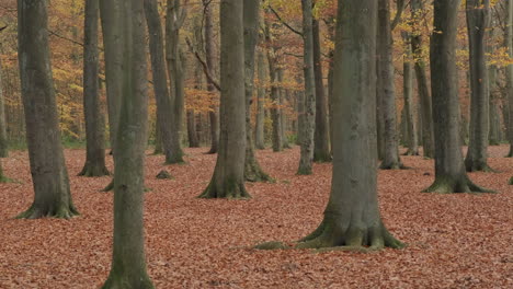 beech tree forest woodland in autumn with falling leaves in slow motion