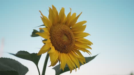 Close-up-of-a-vibrant-sunflower-against-a-clear-blue-sky,-symbolizing-summer's-warmth