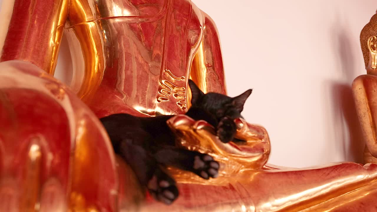 A serene black cat rests on a golden Buddha statue in a temple, capturing tranquility and cultural beauty in Bangkok