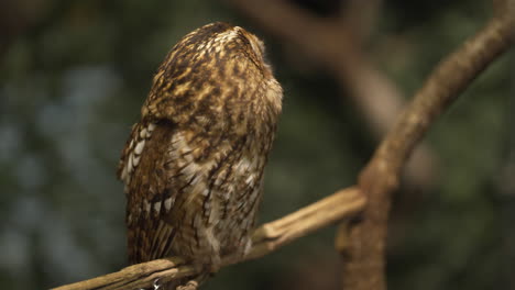 Tawny-owl-perching-on-tree-branch-rotating-head-180-degrees