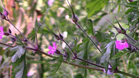 flowers and buds of the wildflower the red campion, (silene silica) growing on a grass verge