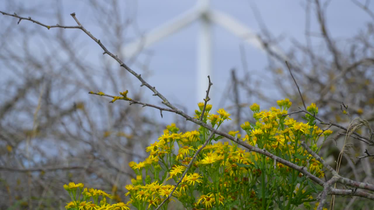 밝은 여름 날 에 풍력 터빈 배경 에 초점을 맞추고 있는 노란색 전면 잡초
