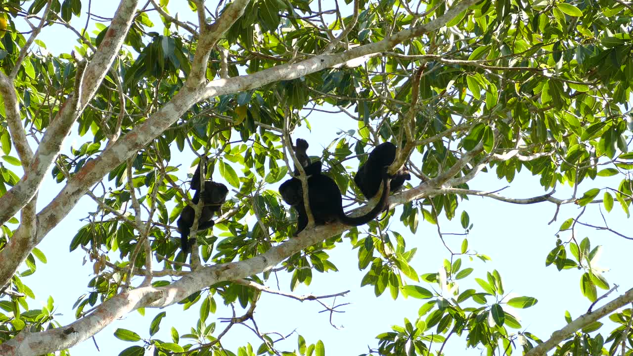 Famiglia di scimmie urlatrici dal mantello con il loro cucciolo che si rilassano insieme su un albero frondoso