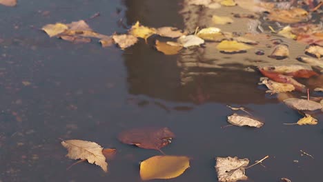 fallen leaves move slightly on puddle water in autumn